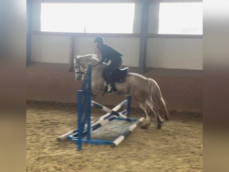 Connemara Sto 11 år 148 cm Grå-flugskimmel in Sankt Stefan ob Leoben