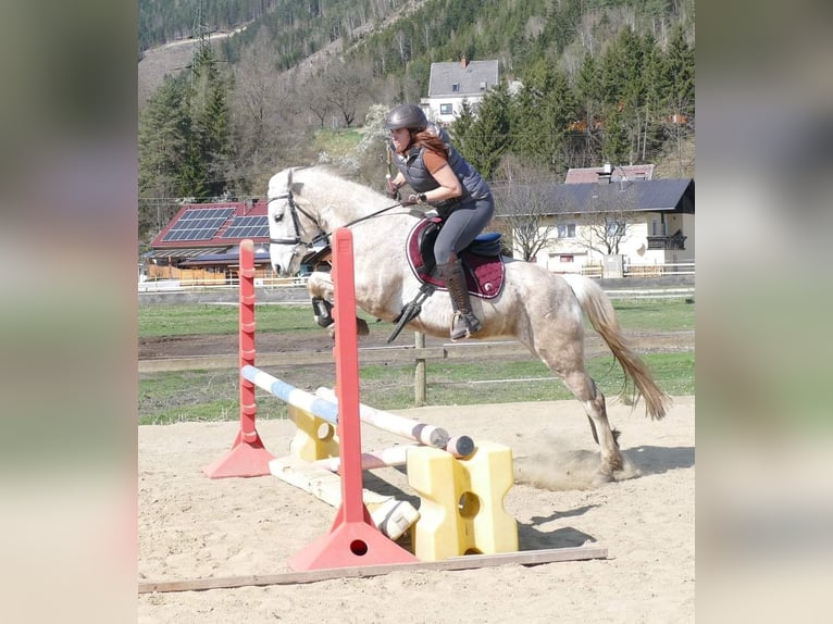 Connemara Sto 11 år 148 cm Grå-flugskimmel in Sankt Stefan ob Leoben