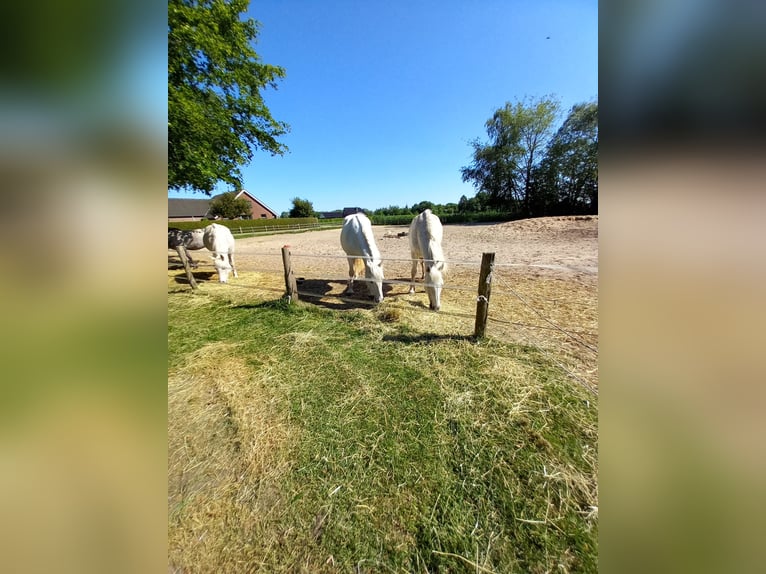 Connemara Blandning Sto 13 år 145 cm Grå in Klazienaveen