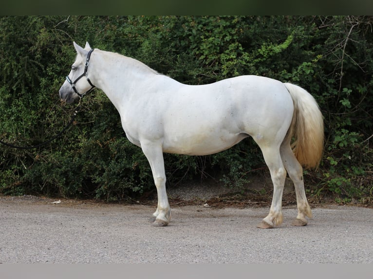 Connemara Sto 14 år 152 cm Grå in Waldshut-Tiengen