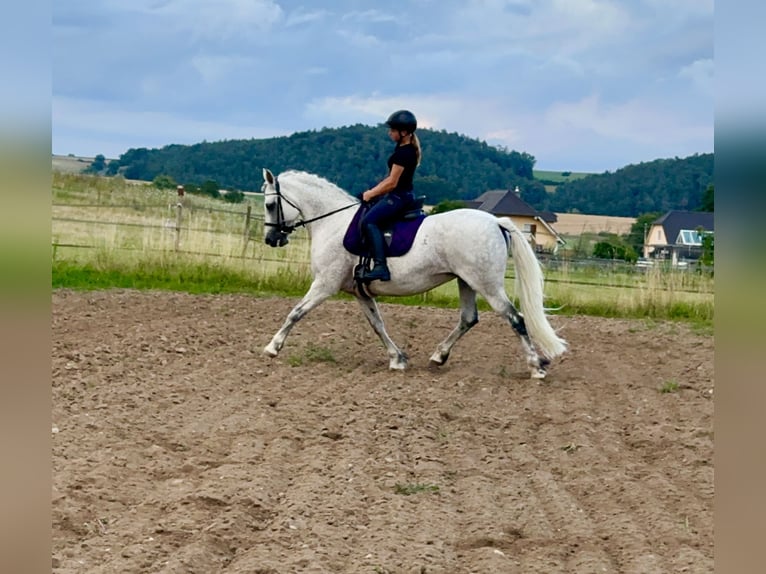 Connemara Sto 15 år 147 cm Grå in Lisberg