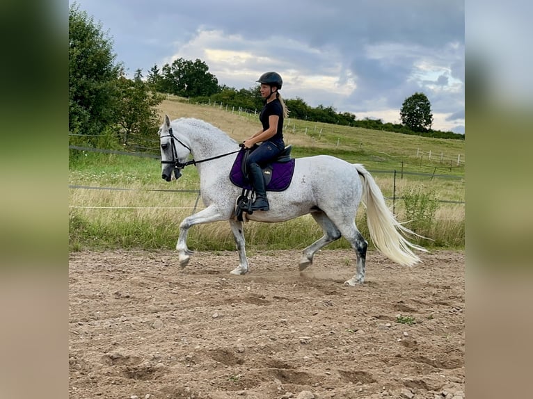 Connemara Sto 15 år 147 cm Grå in Lisberg