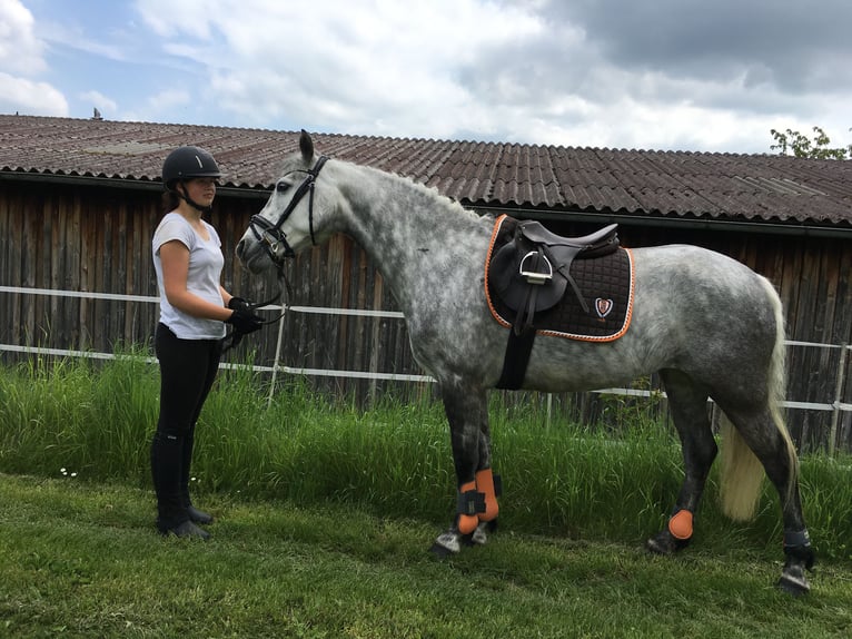 Connemara Sto 15 år 147 cm Grå in Lisberg