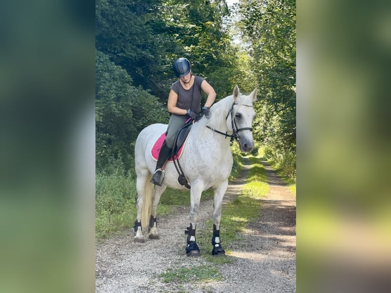 Connemara Sto 15 år 147 cm Grå in Lisberg