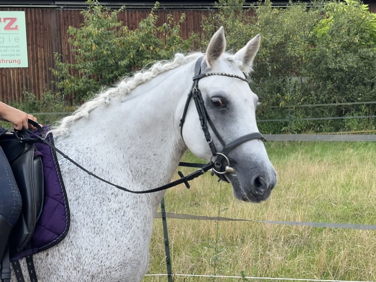 Connemara Sto 15 år 147 cm Grå in Lisberg