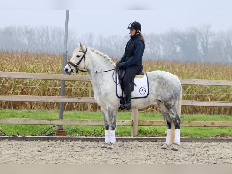 Connemara Sto 15 år 151 cm Grå-blå-brun in Bogaarden