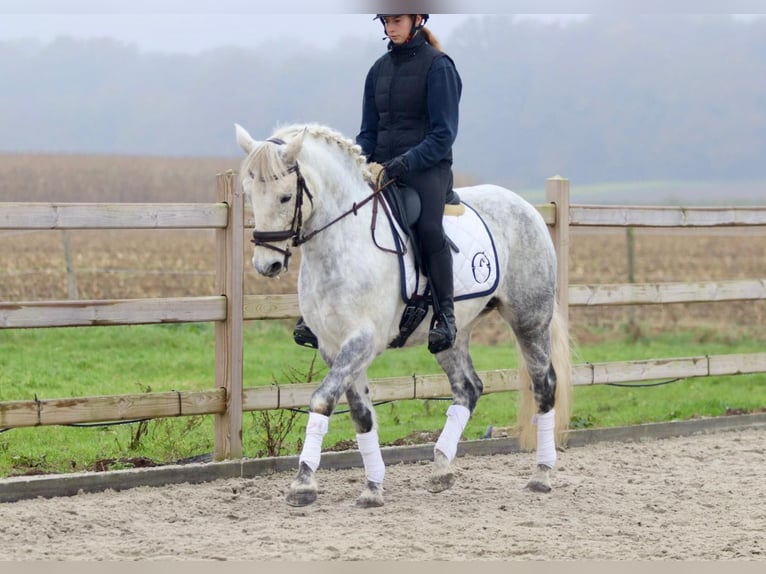 Connemara Sto 15 år 151 cm Grå-blå-brun in Bogaarden