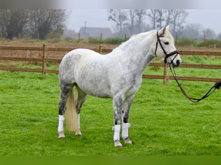 Connemara Sto 15 år 151 cm Grå-blå-brun in Bogaarden