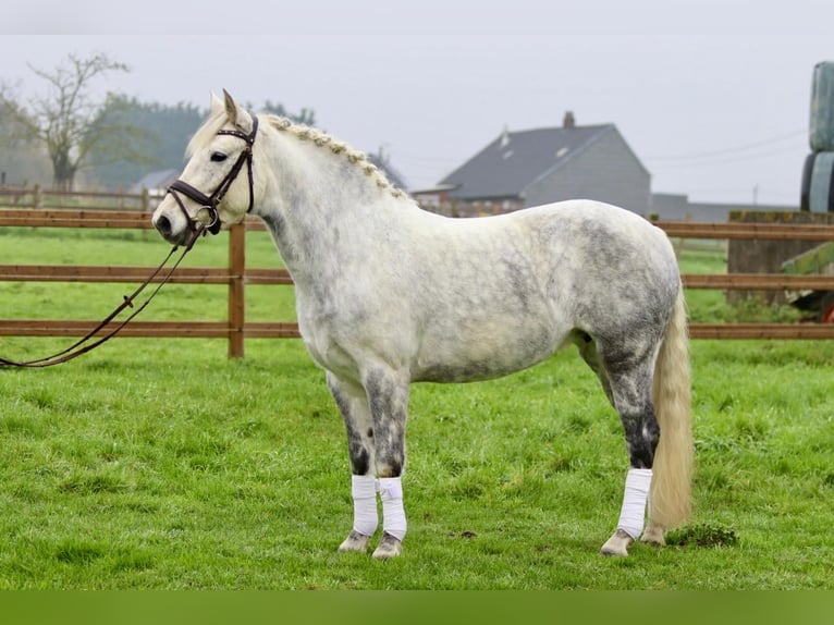 Connemara Sto 15 år 151 cm Grå-blå-brun in Bogaarden