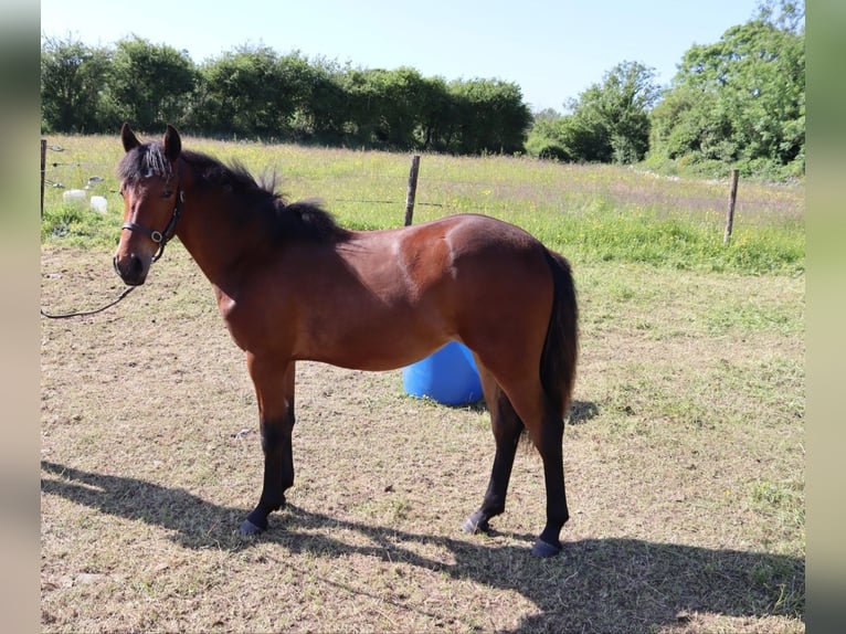 Connemara Blandning Sto 1 år 163 cm Brun in Limerick