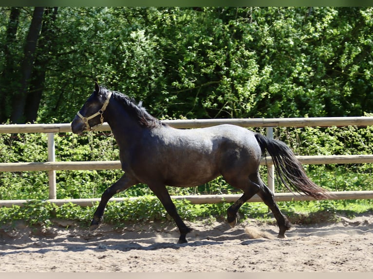 Connemara Sto 2 år 146 cm in Greding