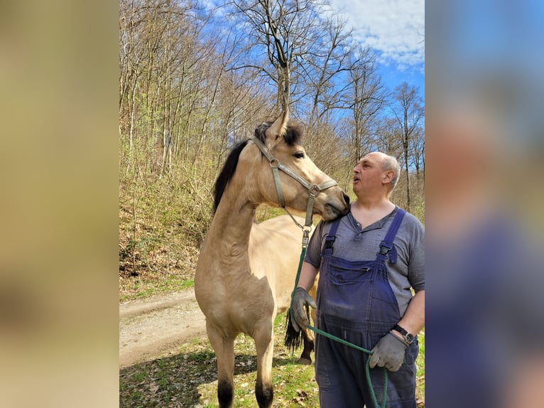 Connemara Sto 3 år Gulbrun in Bad Lauterberg im Harz