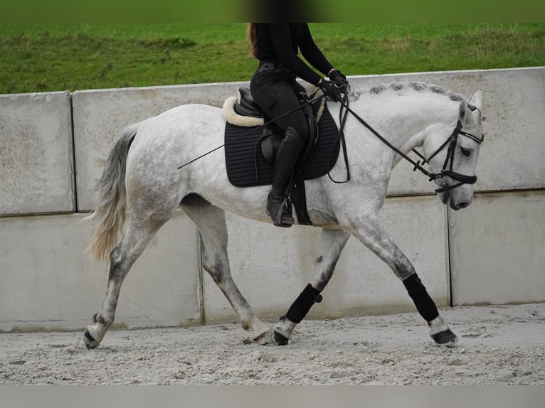 Connemara Sto 4 år 148 cm Grå in Nettersheim