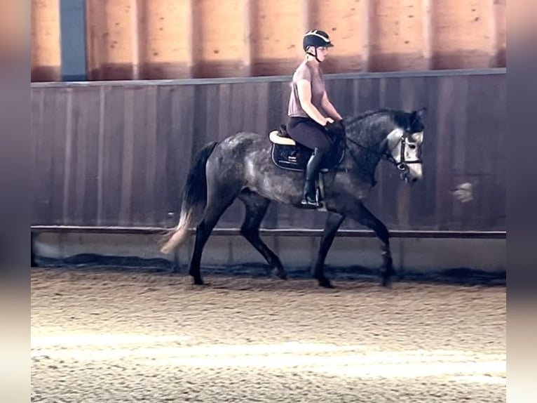 Connemara Sto 4 år 149 cm Grå in Gelterkinden