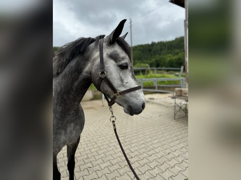 Connemara Sto 4 år 149 cm Grå in Gelterkinden