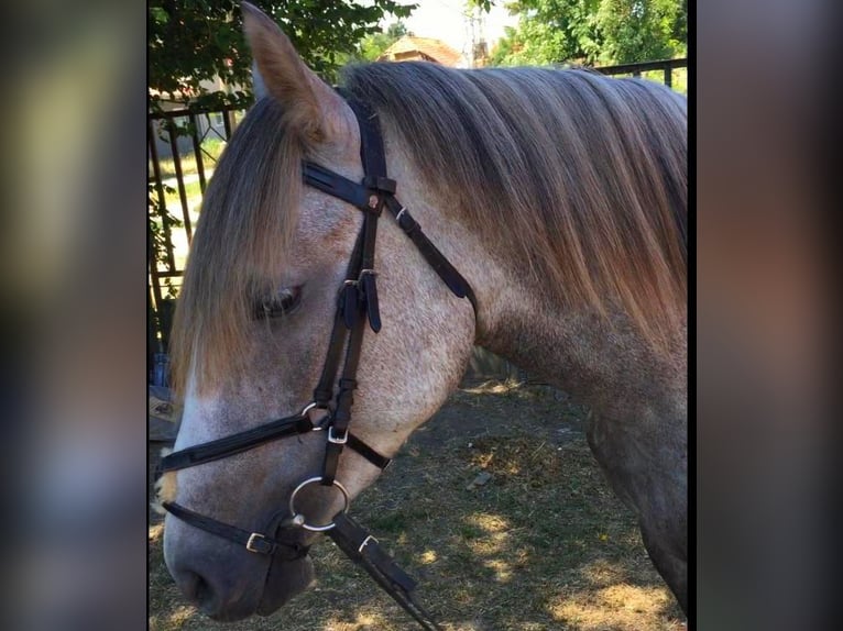 Connemara Sto 4 år 155 cm Grå-mörk-brun in Budapest