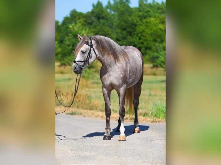 Connemara Sto 4 år 155 cm Grå-röd-brun in Szarvas