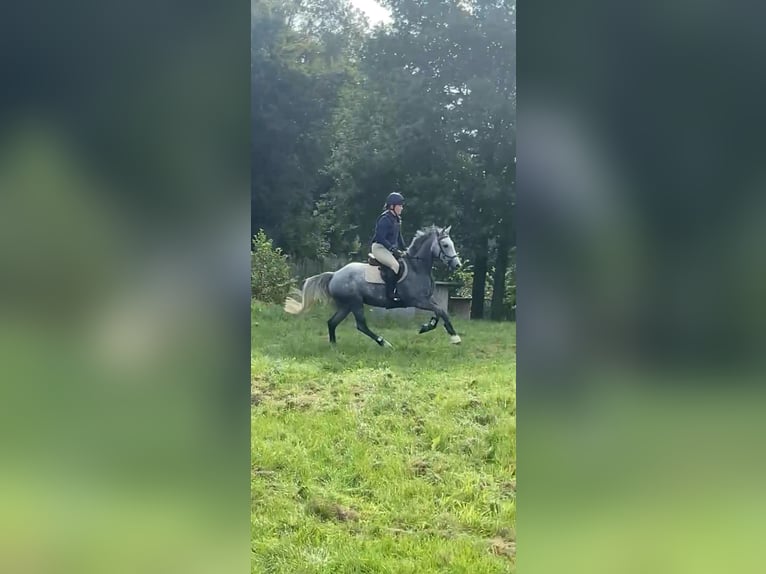 Connemara Sto 6 år 146 cm Gråskimmel in Westoverledingen