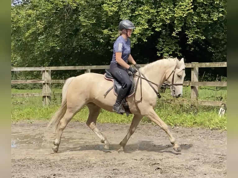 Connemara Blandning Sto 6 år 148 cm Palomino in moyvore