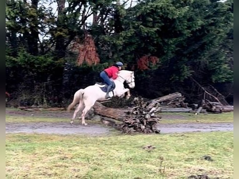 Connemara Blandning Sto 6 år 148 cm Palomino in moyvore