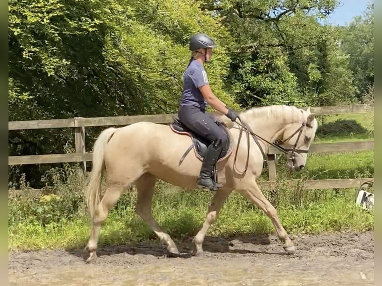 Connemara Blandning Sto 6 år 148 cm Palomino in moyvore