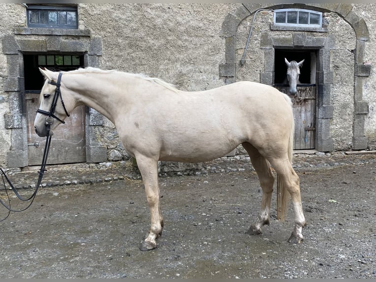 Connemara Blandning Sto 6 år 148 cm Palomino in moyvore