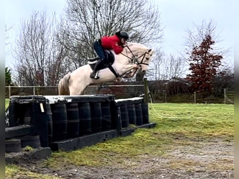 Connemara Blandning Sto 6 år 148 cm Palomino in moyvore