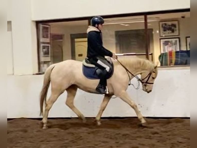 Connemara Blandning Sto 6 år 148 cm Palomino in moyvore