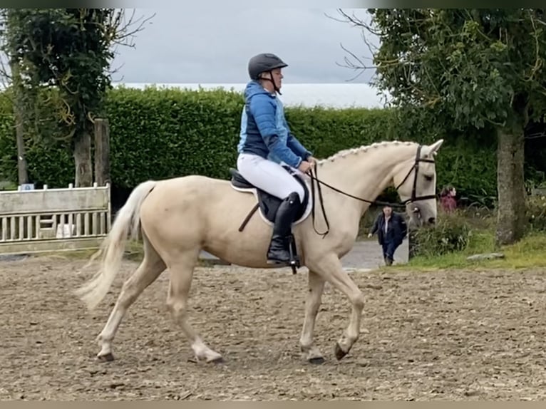 Connemara Blandning Sto 6 år 148 cm Palomino in moyvore