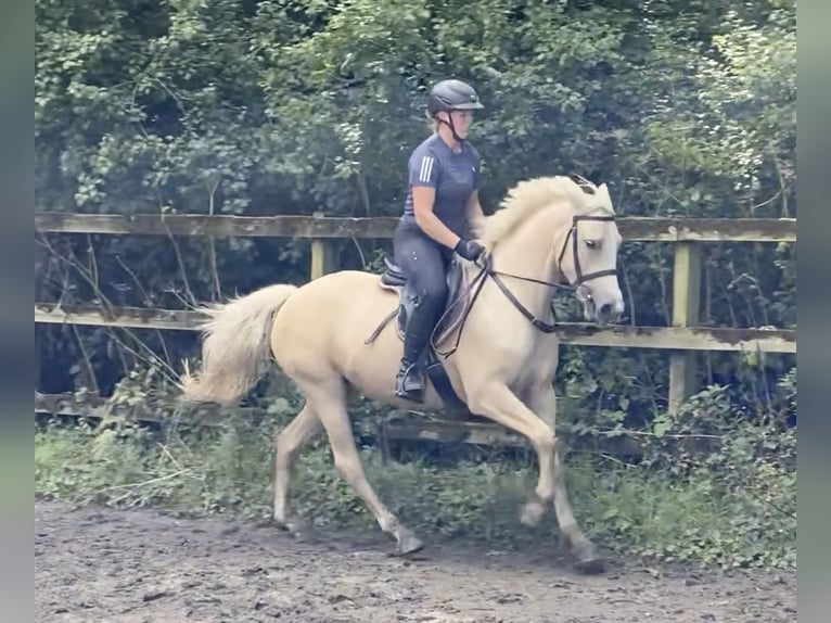 Connemara Blandning Sto 6 år 148 cm Palomino in moyvore