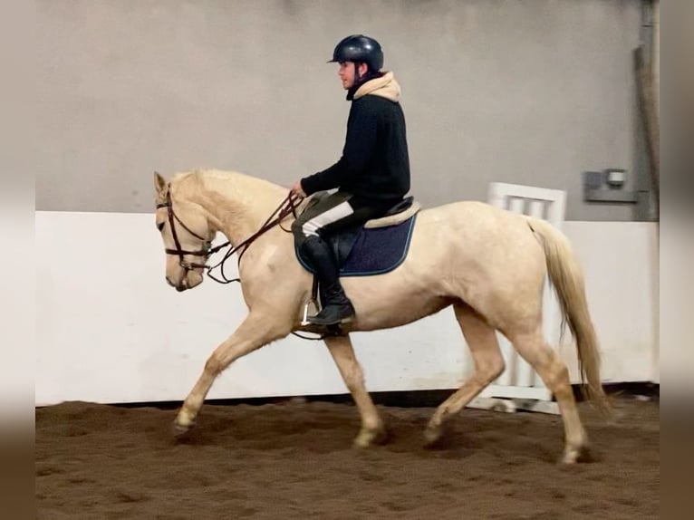 Connemara Blandning Sto 6 år 148 cm Palomino in moyvore