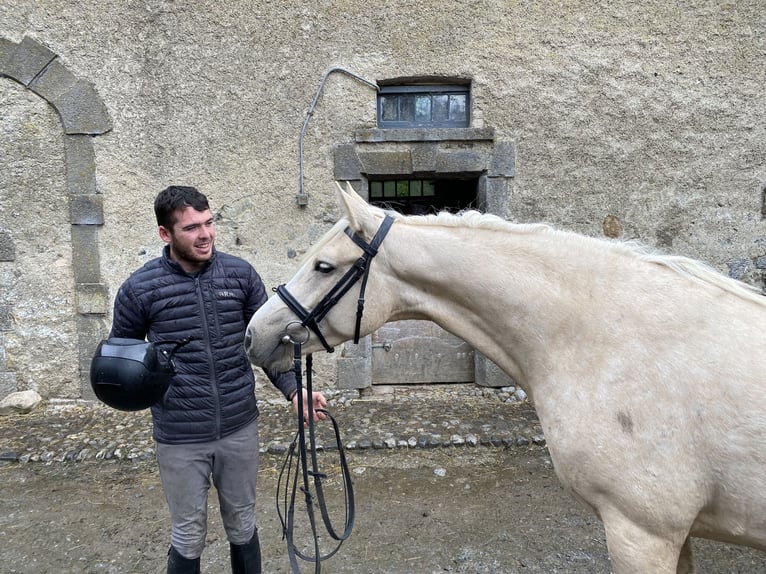 Connemara Blandning Sto 6 år 148 cm Palomino in moyvore