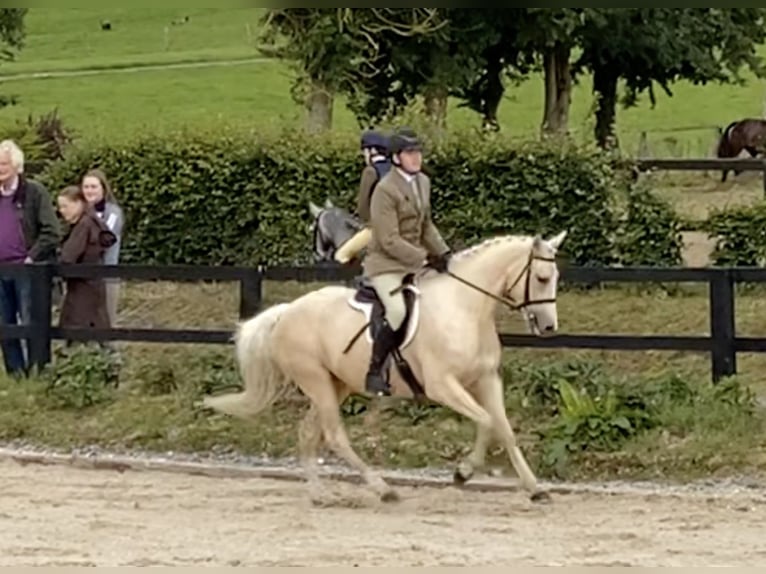 Connemara Blandning Sto 6 år 148 cm Palomino in moyvore