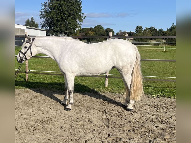 Connemara Sto 7 år 148 cm Grå in Garding