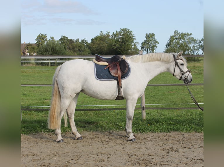 Connemara Sto 7 år 148 cm Grå in Garding