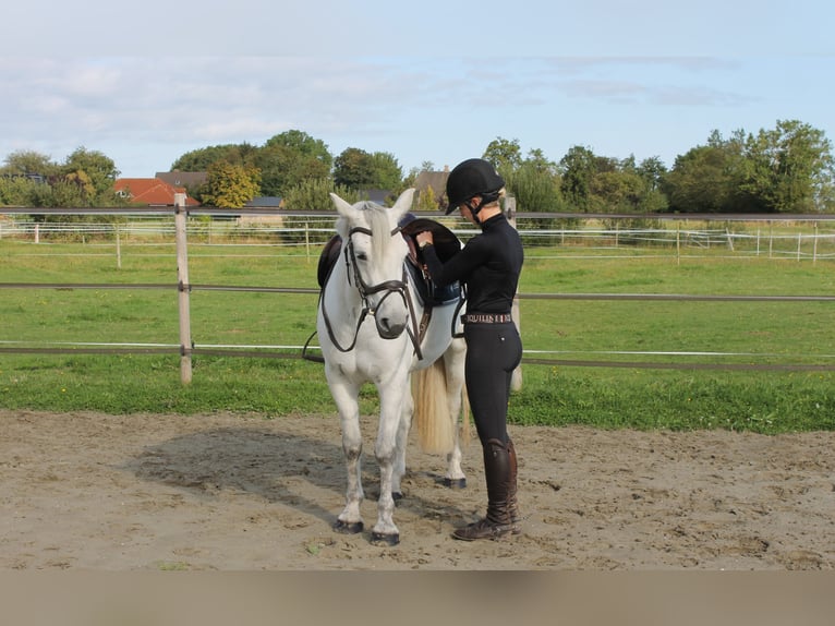 Connemara Sto 7 år 148 cm Grå in Garding