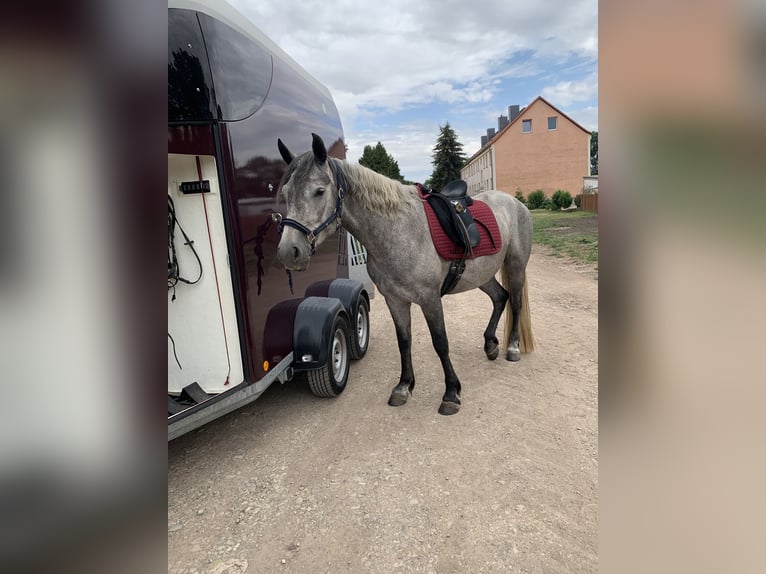 Connemara Sto 7 år 154 cm Kan vara vit in Hohe Börde