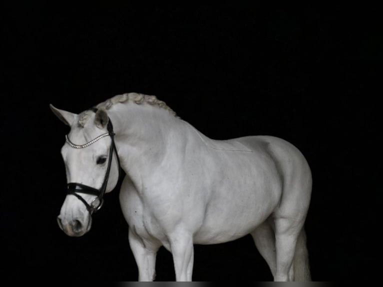 Connemara Sto 9 år 148 cm Grå in Recke, bei Osnabrück