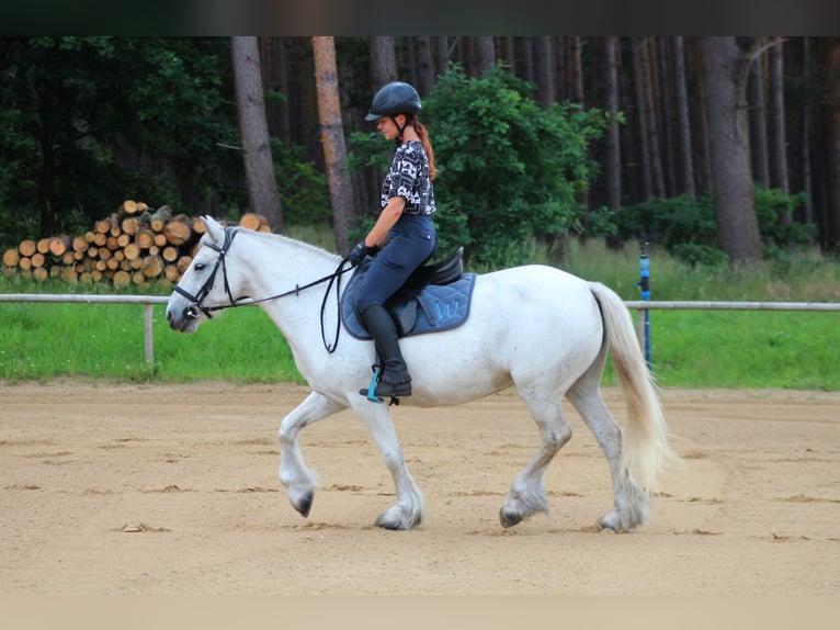 Connemara Stute 10 Jahre 142 cm Schimmel in Santok