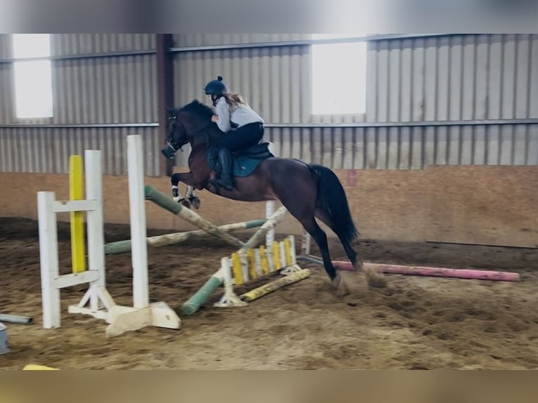 Connemara Stute 10 Jahre 143 cm Rotbrauner in Sligo