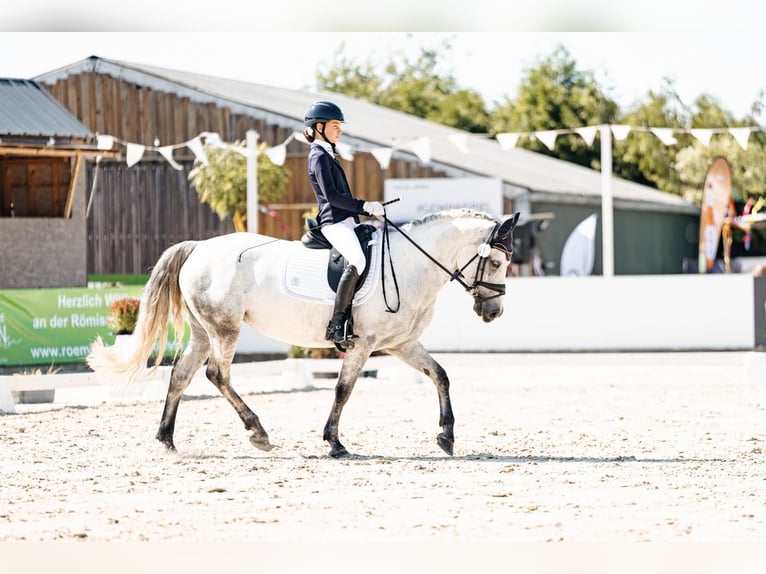 Connemara Stute 10 Jahre 145 cm Schimmel in Pellingen