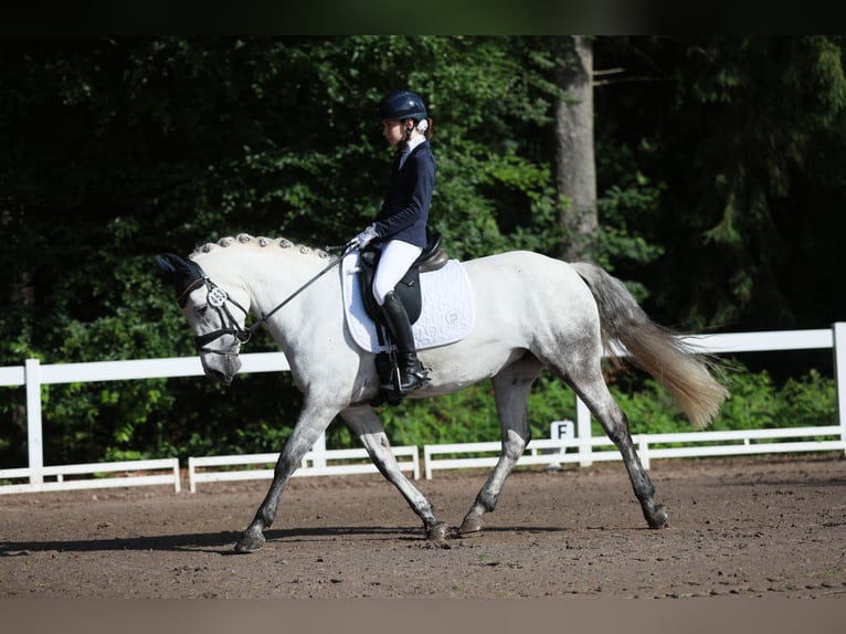 Connemara Stute 10 Jahre 145 cm Schimmel in Pellingen