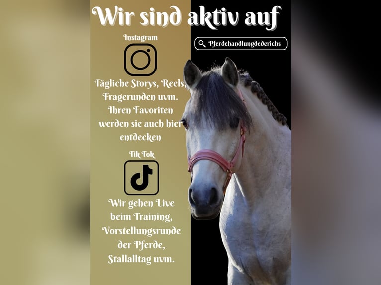 Connemara Mix Stute 10 Jahre 146 cm Rappschimmel in Nettersheim