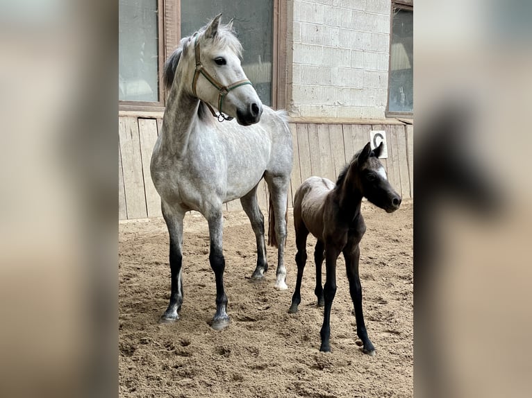 Connemara Stute 10 Jahre 147 cm Apfelschimmel in Osdorf
