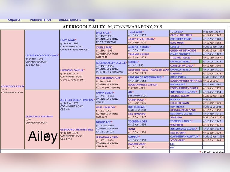 Connemara Stute 10 Jahre 147 cm Apfelschimmel in Osdorf
