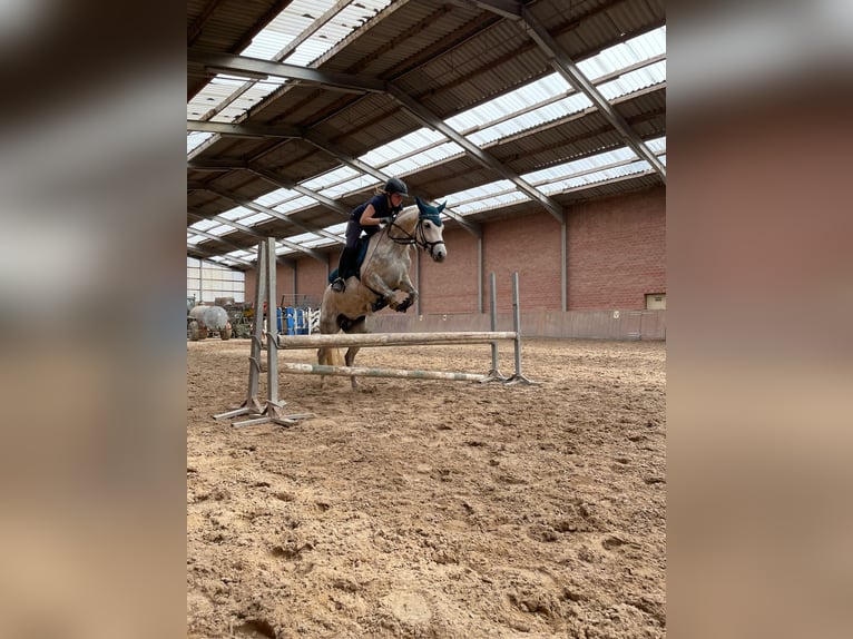 Connemara Stute 10 Jahre 147 cm Schimmel in Duderstadt