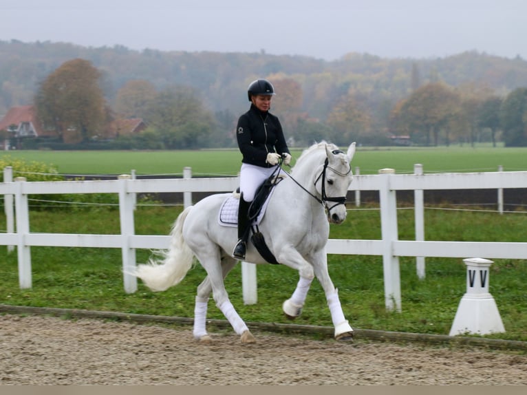 Connemara Stute 10 Jahre 148 cm Schimmel in Recke, bei Osnabrück