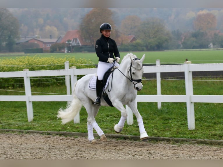 Connemara Stute 10 Jahre 148 cm Schimmel in Recke, bei Osnabrück