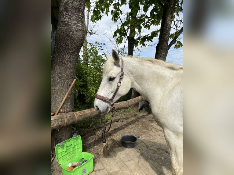Connemara Stute 10 Jahre 148 cm Schimmel in Thedinghausen