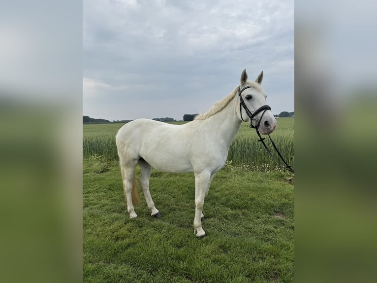 Connemara Stute 10 Jahre 152 cm Schimmel in Visbek